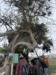 Casuarinaceae