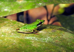 Odorrana hosii
