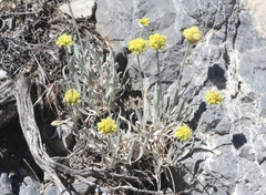 Eriogonum brevicaule