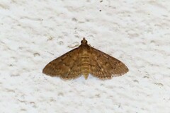 Herpetogramma licarsisalis