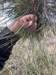 Casuarinaceae