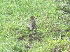 Platycercus icterotis