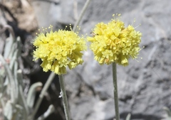 Eriogonum brevicaule