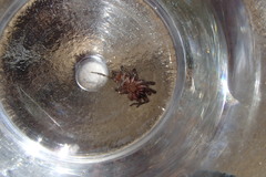 Paraembolides variabilis