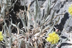 Eriogonum brevicaule