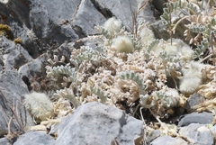 Astragalus utahensis