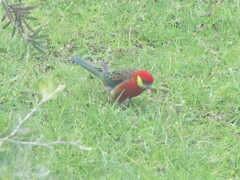 Platycercus icterotis