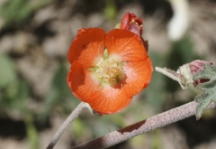 Sphaeralcea munroana