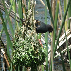 Zapornia flavirostra