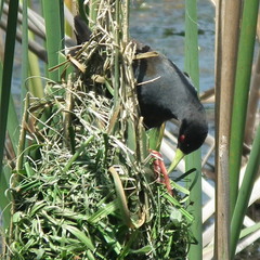 Zapornia flavirostra