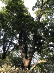 Erythrina lysistemon