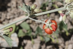Sphaeralcea munroana