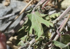 Sphaeralcea munroana