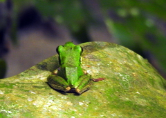 Odorrana hosii