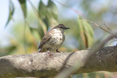 Cincloramphus mathewsi