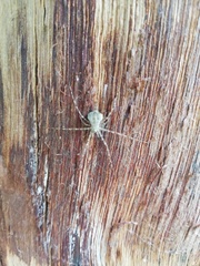 Neotama mexicana