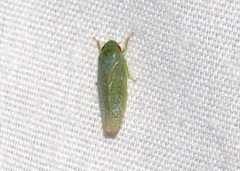 Rugosana querci