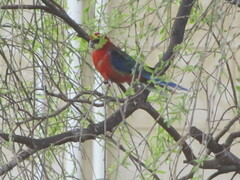 Platycercus icterotis