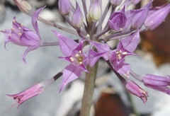 Allium acuminatum