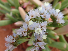 Limonium sinuatum