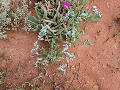Limonium sinuatum