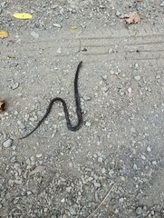 Thamnophis hammondii