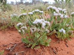 Limonium sinuatum