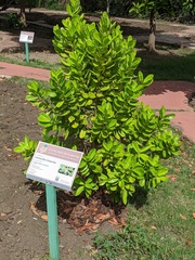 Calyptranthes sintenisii