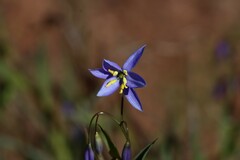 Stypandra glauca