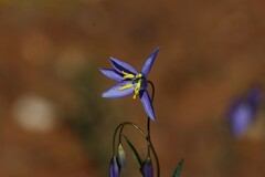 Stypandra glauca