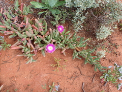 Carpobrotus rossii