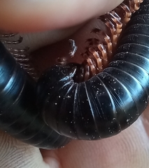 Archispirostreptus gigas