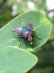 Calliphoridae