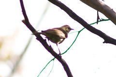 Cincloramphus mathewsi