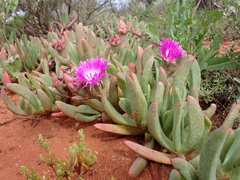 Carpobrotus rossii
