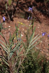 Stypandra glauca