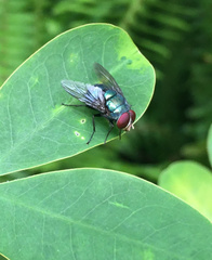 Calliphoridae