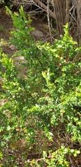 Pimelea serpyllifolia