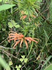 Grevillea juniperina
