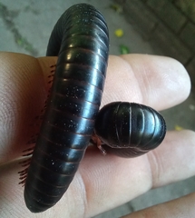 Archispirostreptus gigas