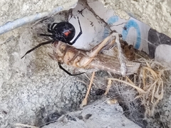 Latrodectus hesperus