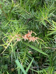 Grevillea juniperina