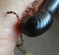 Archispirostreptus gigas