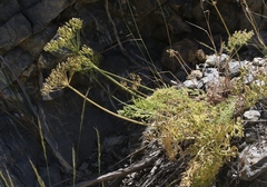 Lomatium grayi