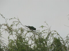 Purpureicephalus spurius