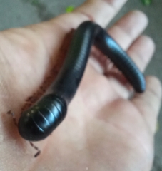 Archispirostreptus gigas