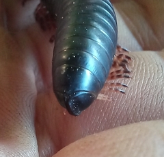 Archispirostreptus gigas