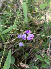Glycine tabacina