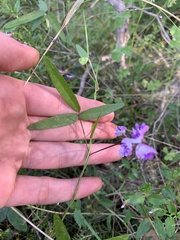 Glycine tabacina