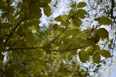 Viburnum stellato-tomentosum